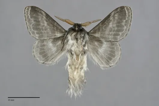 Tolype distincta
