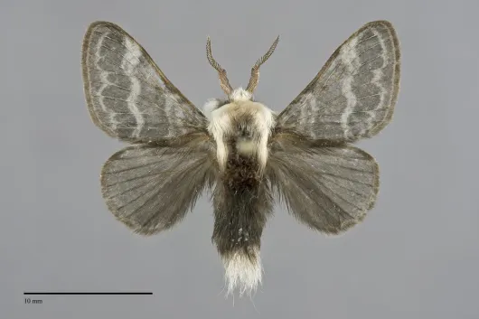 Tolype laricis