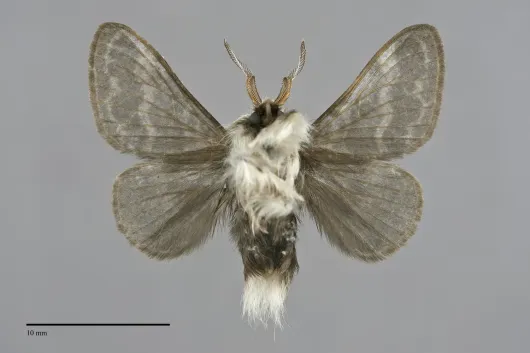 Tolype laricis