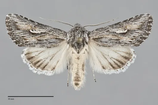Trichocerapoda oblita