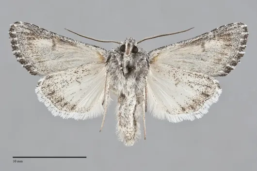 Trichocerapoda oblita