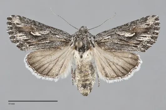 Trichocerapoda oblita