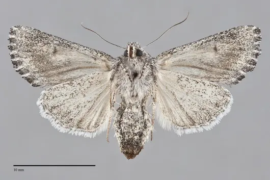 Trichocerapoda oblita