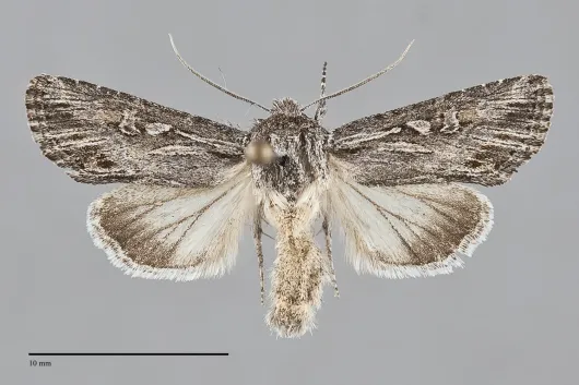 Trichocerapoda strigata