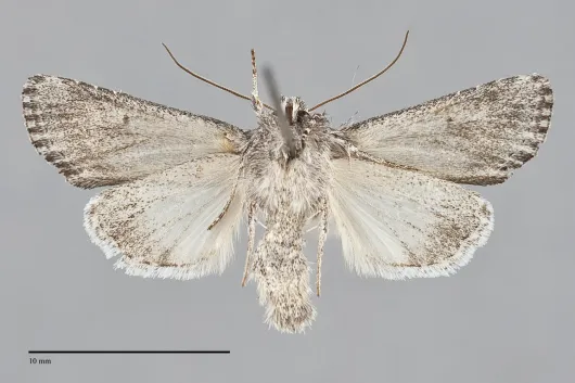 Trichocerapoda strigata