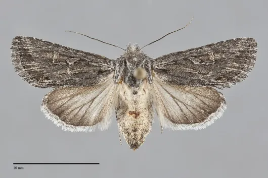 Trichocerapoda strigata