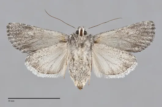Trichocerapoda strigata