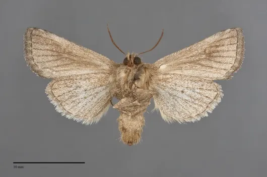 Tricholita chipeta