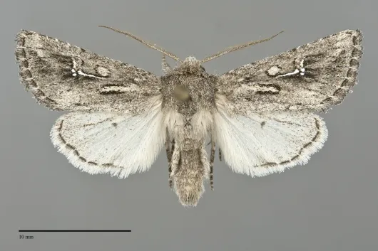 Tricholita chipeta