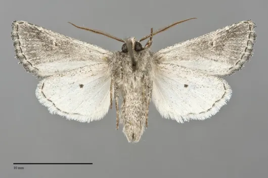 Tricholita chipeta