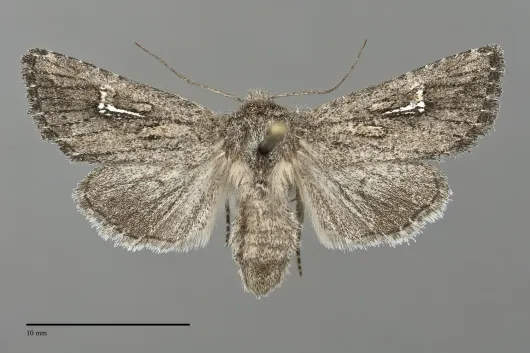 Tricholita chipeta