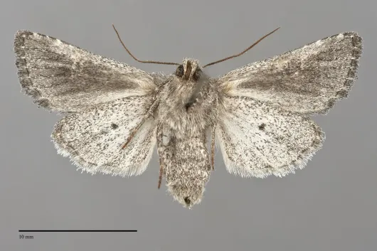 Tricholita chipeta
