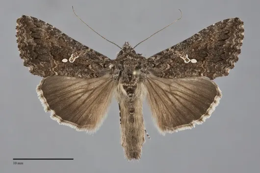 Trichoplusia ni