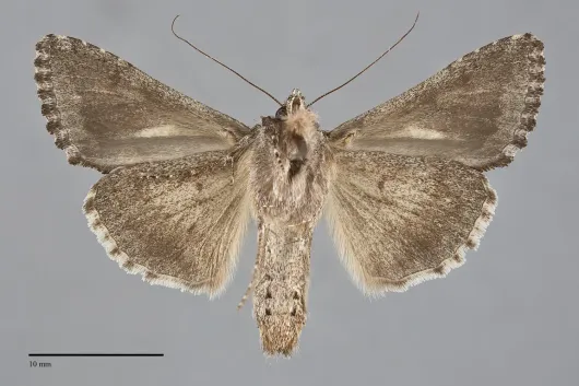 Trichoplusia ni