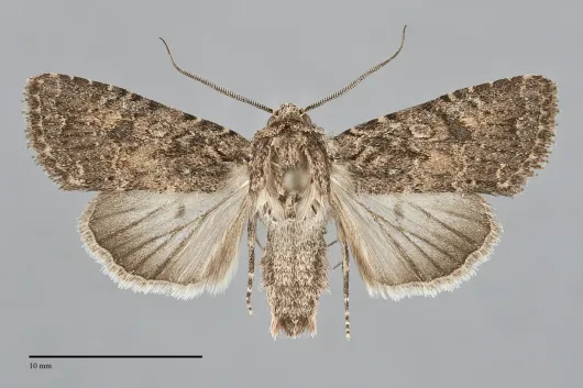 Trichopolia alfkenii