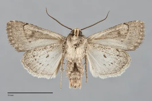 Trichopolia alfkenii