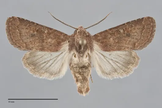 Trichopolia curtica