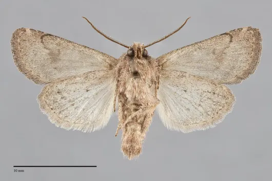 Trichopolia curtica