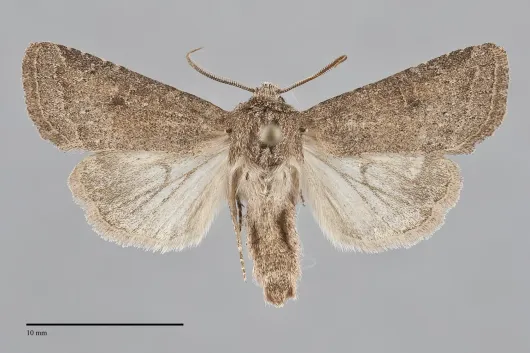 Trichopolia curtica