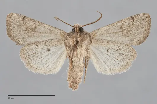 Trichopolia curtica