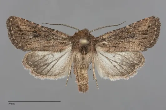 Trichopolia eureka