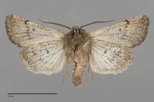 Trichopolia eureka