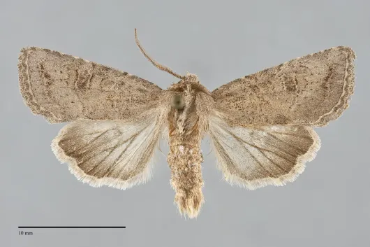 Trichopolia incincta