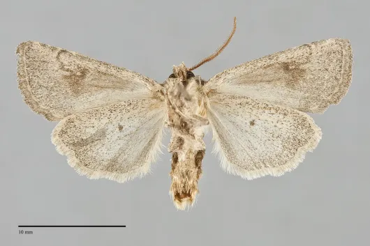 Trichopolia incincta
