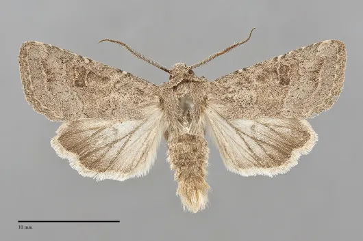 Trichopolia incincta