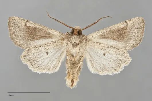 Trichopolia incincta
