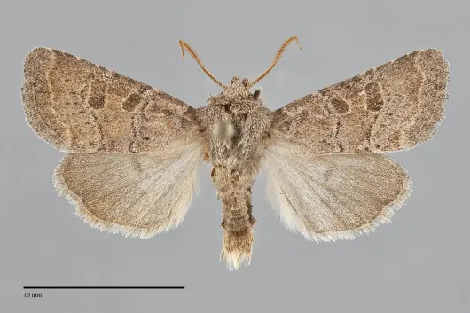Trichopolia oviduca