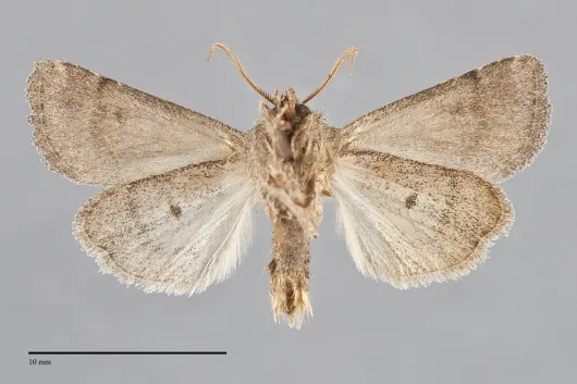 Trichopolia oviduca