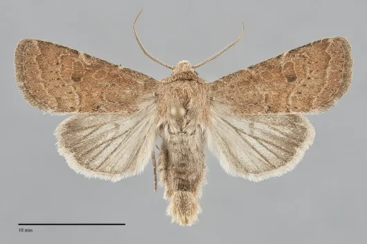 Trichopolia rufula