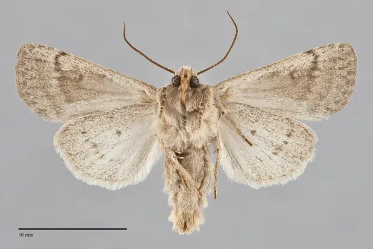 Trichopolia rufula