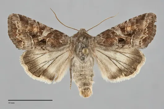 Trichordestra dodii