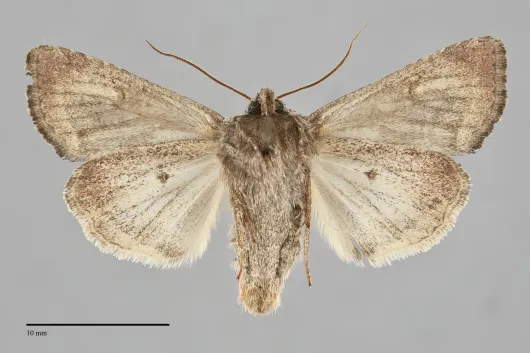 Trichordestra dodii