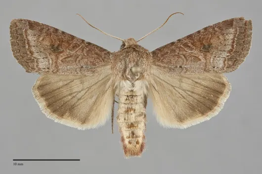 Trichordestra lilacina