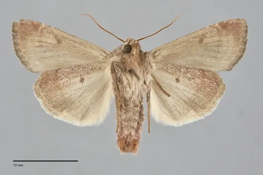 Trichordestra lilacina