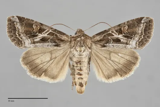 Trichordestra lilacina