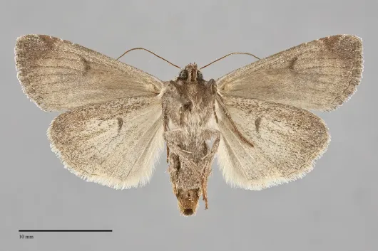 Trichordestra lilacina
