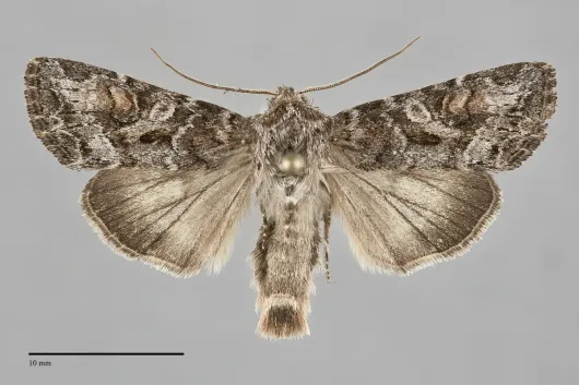 Trichordestra lilacina