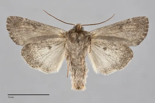 Trichordestra lilacina