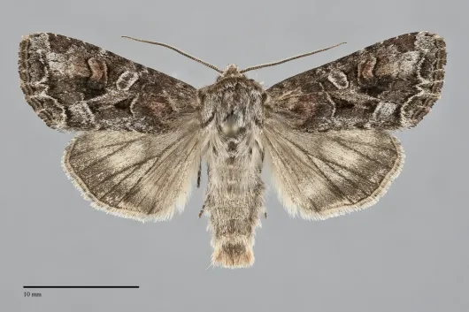 Trichordestra liquida