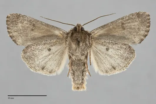 Trichordestra liquida
