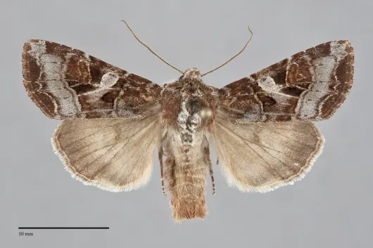 Trichordestra tacoma