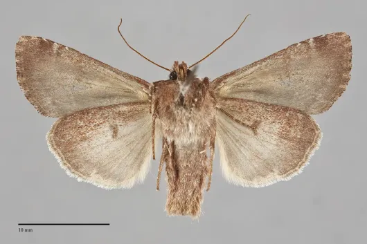 Trichordestra tacoma