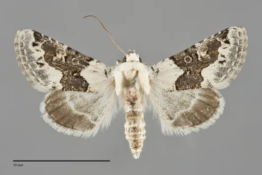 Triocnemis saporis