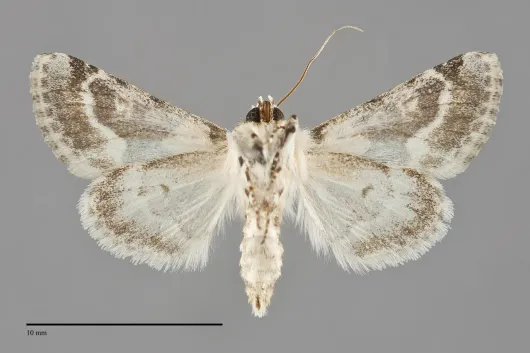 Triocnemis saporis