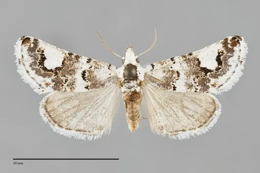 Tristyla alboplagiata