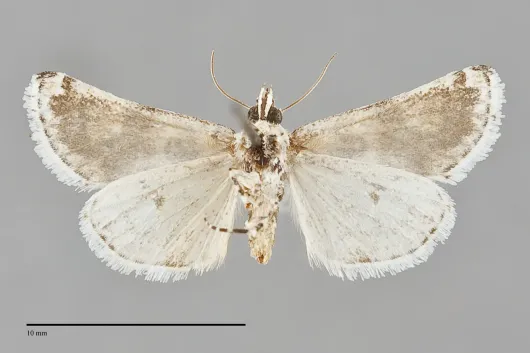 Tristyla alboplagiata